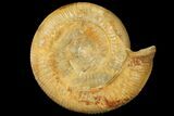 Large, Stephanoceras Ammonite - Dorset, England #131897-1